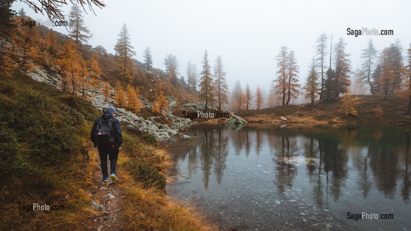 RANDONNEUR AU BORD DU LAC DES ADUS DANS LE BROUILLARD, MELEZES AUX COULEURS AUTOMNALES, PARC NATIONAL DU MERCANTOUR, SAINT-MARTIN-VESUBIE, PROVENCE-ALPES-COTE-D'AZUR, (06) ALPES-MARITIMES, FRANCE 
