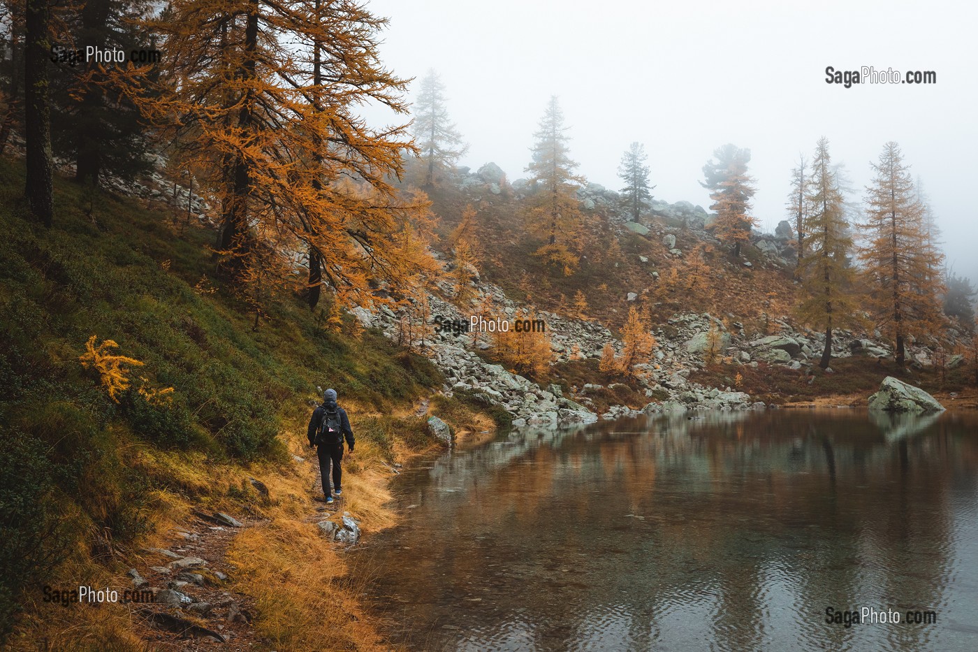 RANDONNEUR AU BORD DU LAC DES ADUS DANS LE BROUILLARD, MELEZES AUX COULEURS AUTOMNALES, PARC NATIONAL DU MERCANTOUR, SAINT-MARTIN-VESUBIE, PROVENCE-ALPES-COTE-D'AZUR, (06) ALPES-MARITIMES, FRANCE 