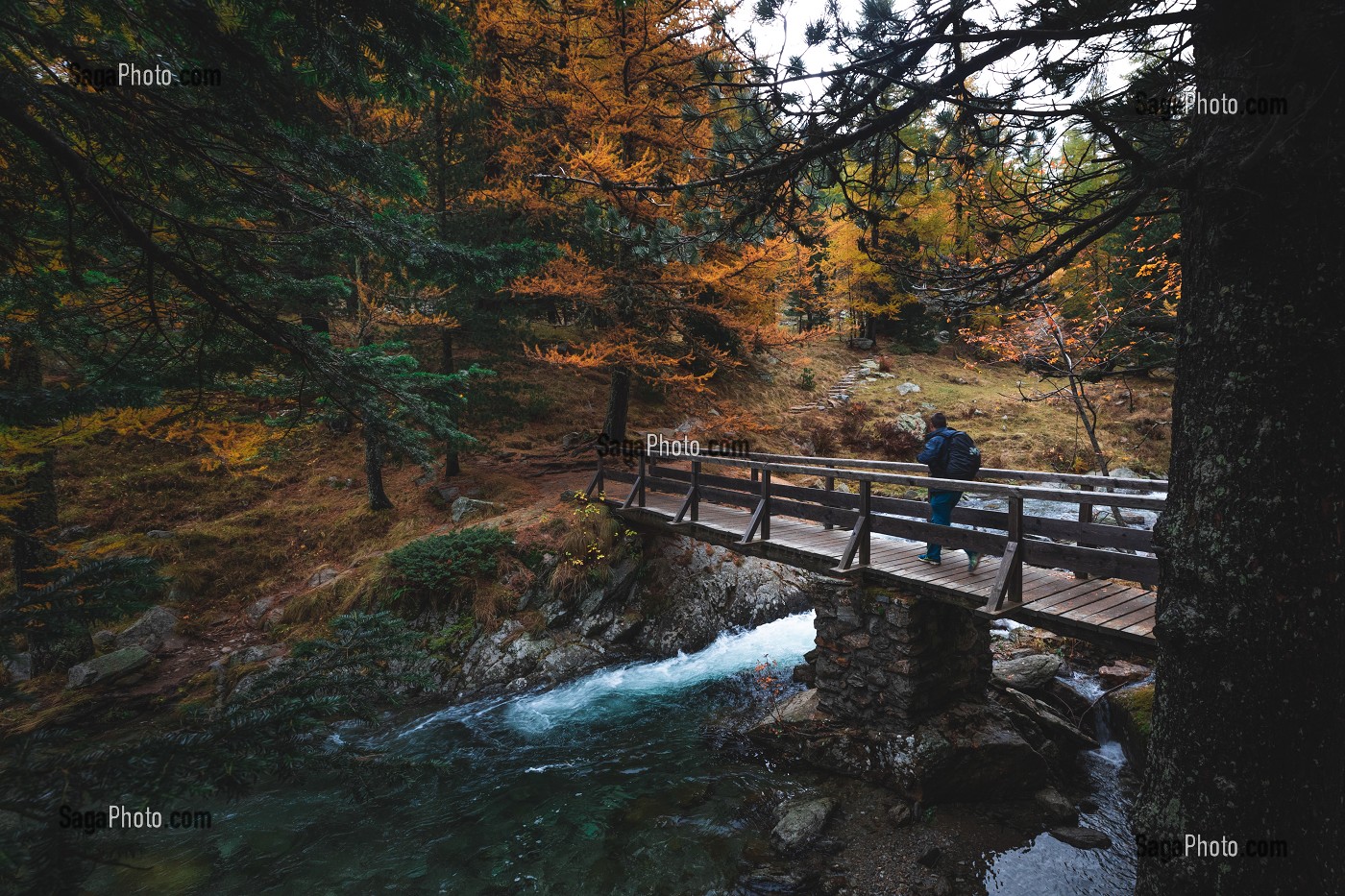 RANDONNEUR FRANCHISSANT UNE RIVIERE SUR UN PONT EN BOIS, COULEURS AUTOMNALES, PARC NATIONAL DU MERCANTOUR, SAINT-MARTIN-VESUBIE, PROVENCE-ALPES-COTE-D'AZUR, (06) ALPES-MARITIMES, FRANCE 