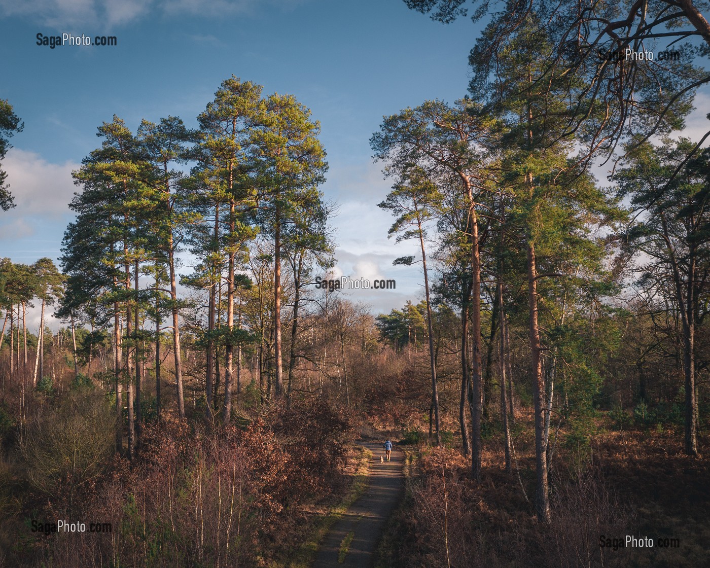 RANDONNEUSE SUR UNE PISTE CYCLABLE BORDEE DE PINS DANS LA FORET DE RAMBOUILLET, YVELINES (78), ILE-DE-FRANCE, FRANCE 