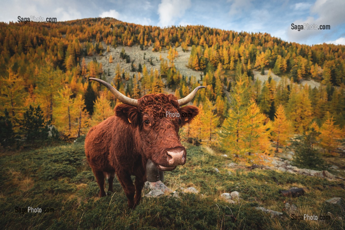 VACHE DANS UNE FORET DE MELEZES AUX COULEURS AUTOMNALES, PARC NATIONAL DU MERCANTOUR, SAINT-MARTIN-VESUBIE, PROVENCE-ALPES-COTE-D'AZUR, (06) ALPES-MARITIMES, FRANCE 