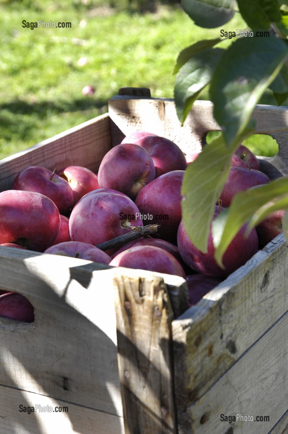 RECOLTE DE POMMES ROUGES DANS UN VERGER EN AUTOMNE, FRANCE 