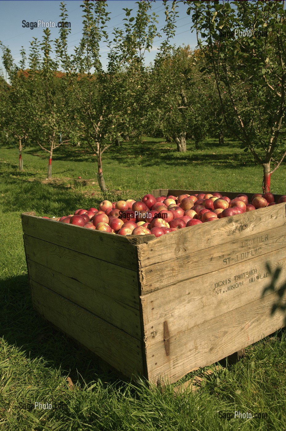 RECOLTE DE POMMES BICOLORES DANS UN VERGER, SAINT-JEAN DU LAC, QUEBEC, CANADA 