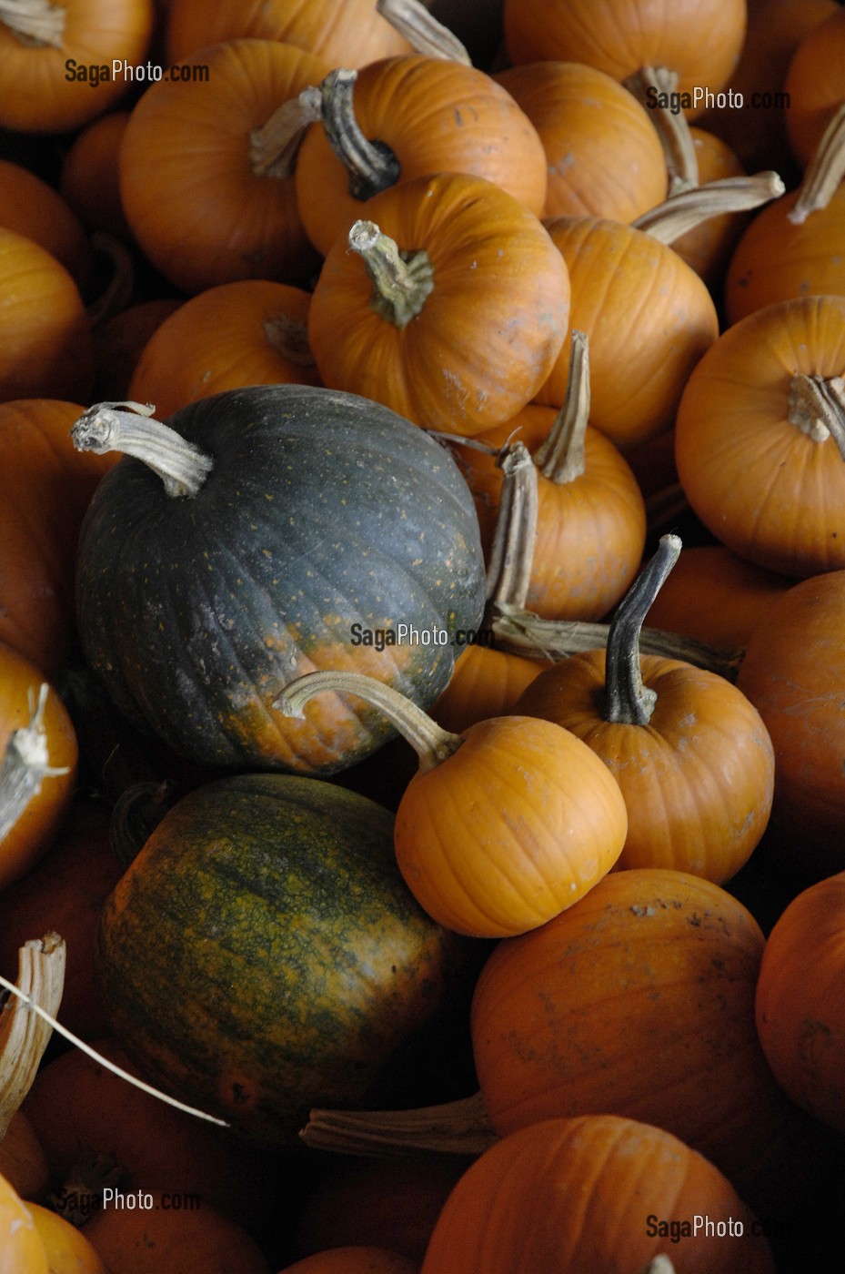CITROUILLES POUR LA FETE D'HALLOWEEN, QUEBEC, CANADA 