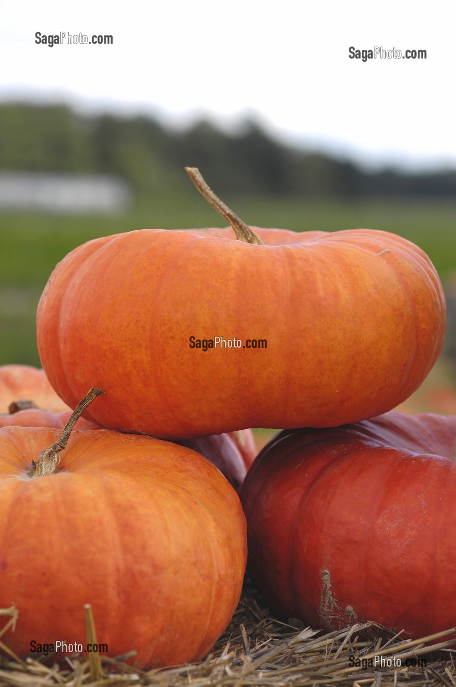 POTIRONS (CITROUILLES) POUR LA FETE D'HALLOWEEN, QUEBEC, CANADA 