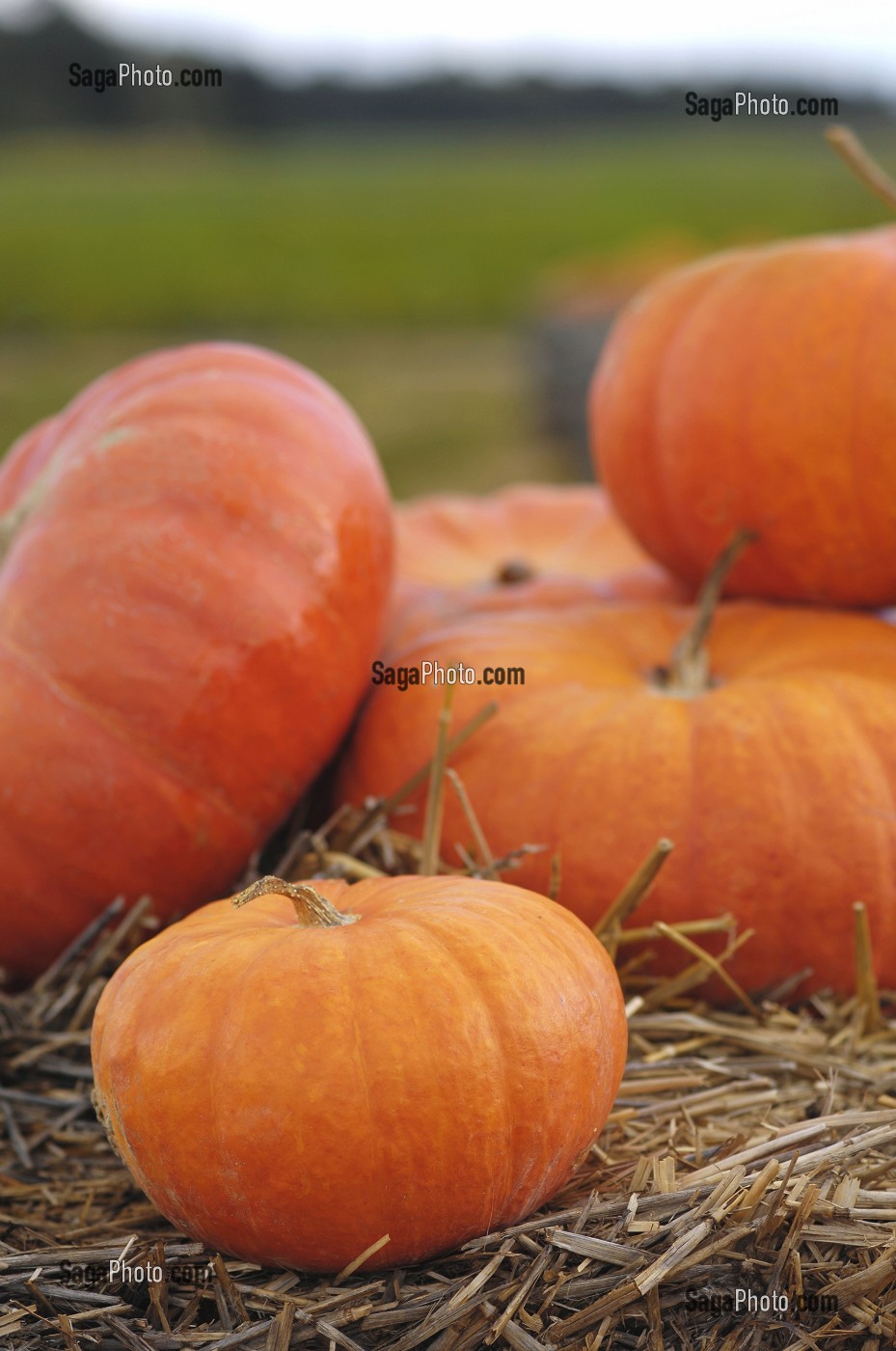 POTIRONS (CITROUILLES) POUR LA FETE D'HALLOWEEN, QUEBEC, CANADA 