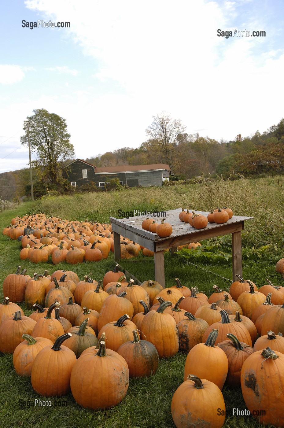 RECOLTE DE CITROUILLES DANS UN JARDIN POUR LA FETE D'HALLOWEEN, QUEBEC, CANADA 