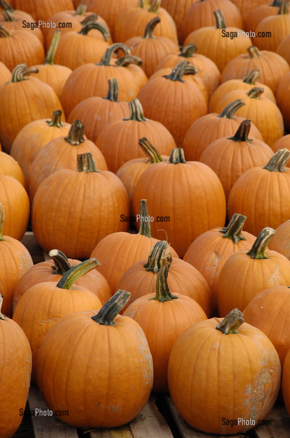 CITROUILLES POUR LA FETE D'HALLOWEEN, QUEBEC, CANADA 