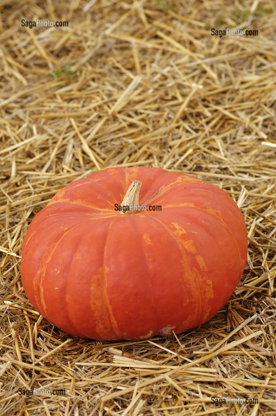 POTIRON (CITROUILLE), LEGUME D'AUTOMNE, POUR LA FETE D'HALLOWEEN, QUEBEC, CANADA 