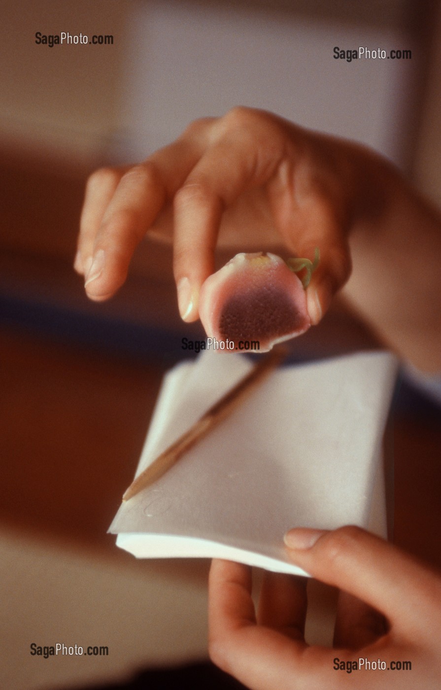 DEGUSTATION D'UNE FRIANDISE (NAMAGASHI) CONFECTIONNEE A BASE DE RIZ GLUANT, A L'AIDE D'UNE PETITE SERVIETTE EN PAPIER SPECIAL (KAISHI) QUE CHAQUE INVITE APPORTE LORS DE LA CEREMONIE TRADITIONNELLE DU THE (CHANOYU), JAPON, ASIE 