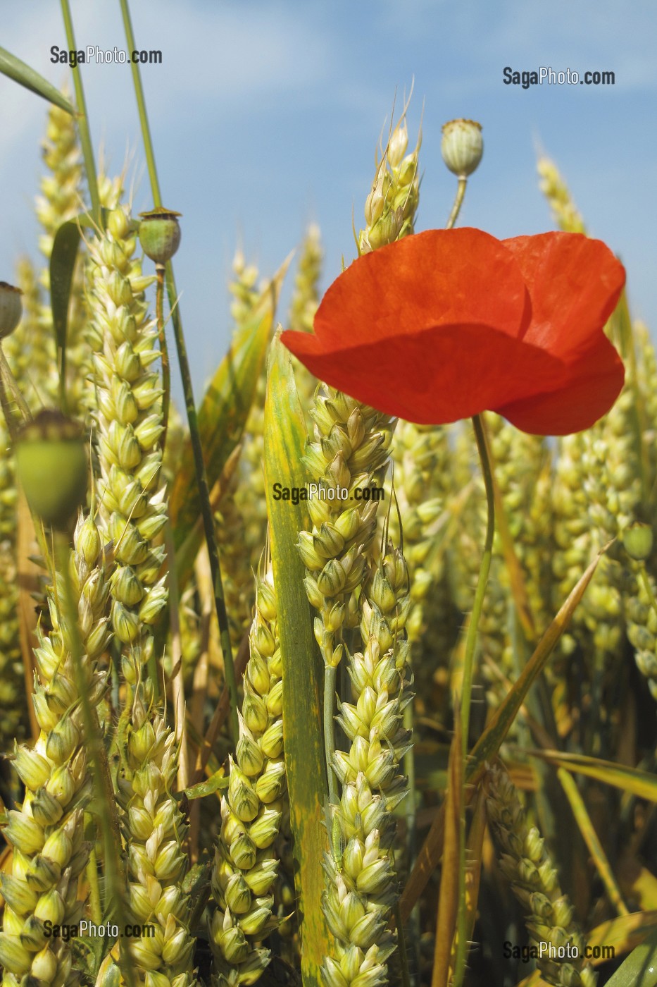 COQUELICOT DANS UN CHAMP DE BLE MUR 