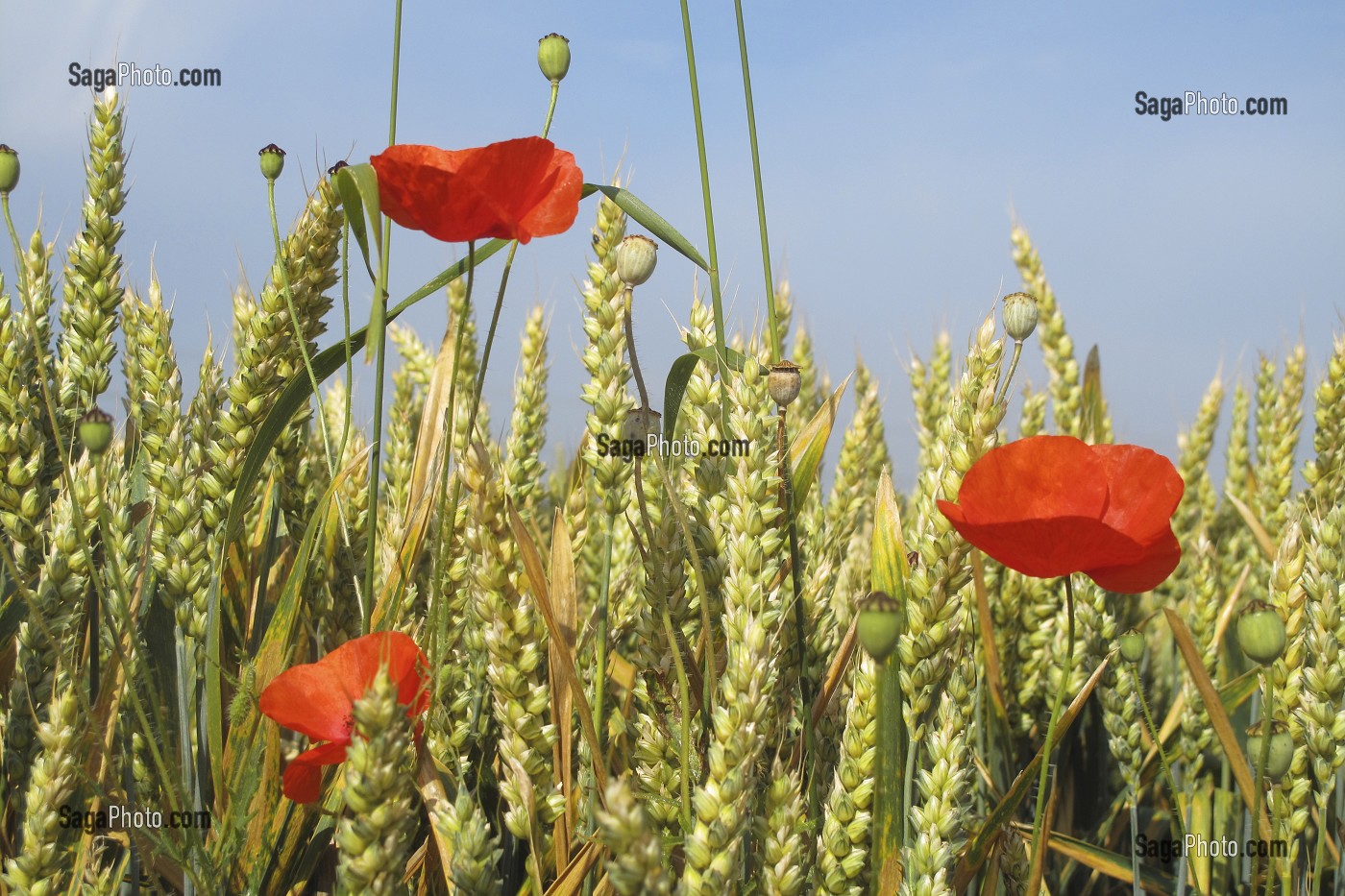 COQUELICOTS DANS UN CHAMP DE BLE MUR 