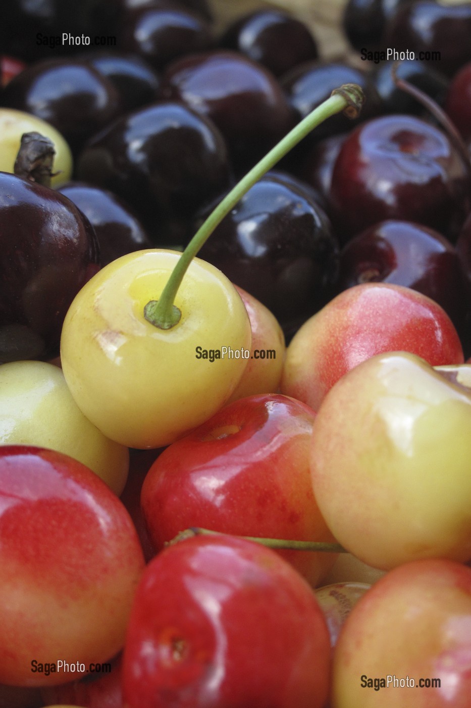 GROS PLAN DE CERISES ROUGES ET NOIRES, FRUITS ROUGES RICHES EN POTASSIUM ET AYANT DES VERTUS DIURETIQUES 