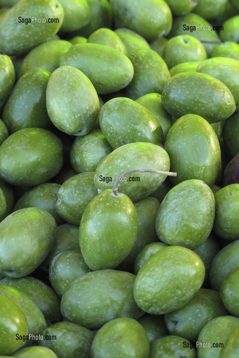 OLIVES FRAICHES, FRUITS RICHES EN VITAMINES A ET E, CORSE, FRANCE 