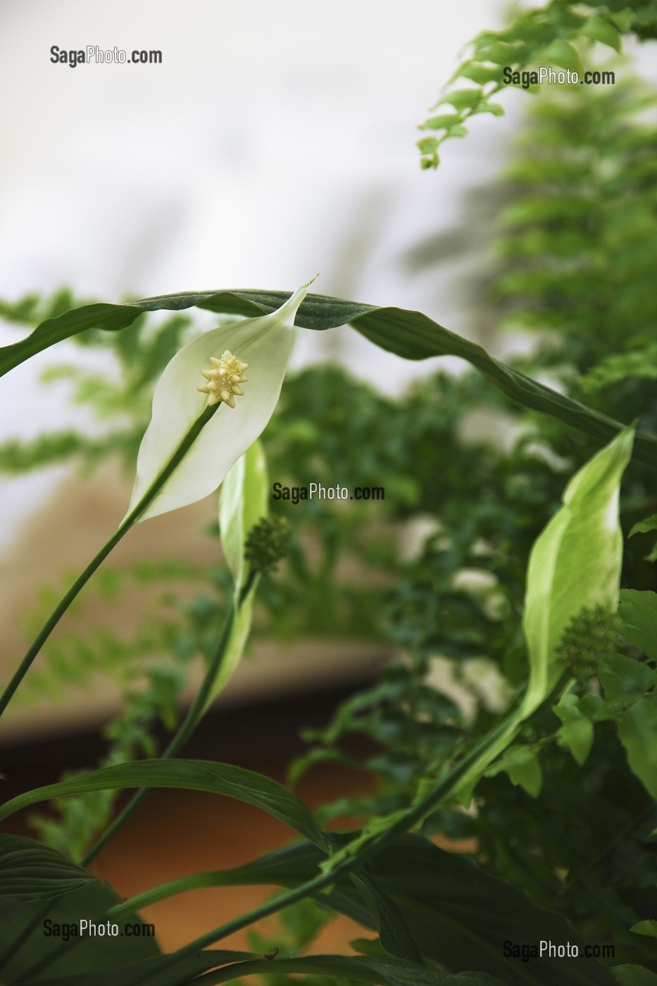 FLEUR DE LUNE OU SPATHIPHYLLUM ET FOUGERE DANS UNE CHAMBRE, PLANTES DEPOLLUANTES ABSORBANT LES COMPOSES ORGANIQUES VOLATILES TOXIQUES 