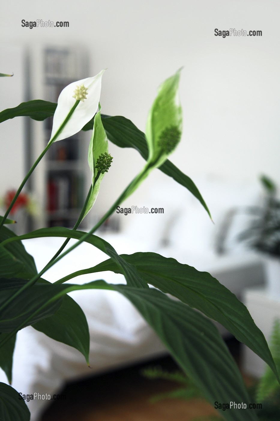 FLEUR DE LUNE OU SPATHIPHYLLUM DANS UNE CHAMBRE, PLANTE DEPOLLUANTE ABSORBANT LES COMPOSES ORGANIQUES VOLATILES TOXIQUES 
