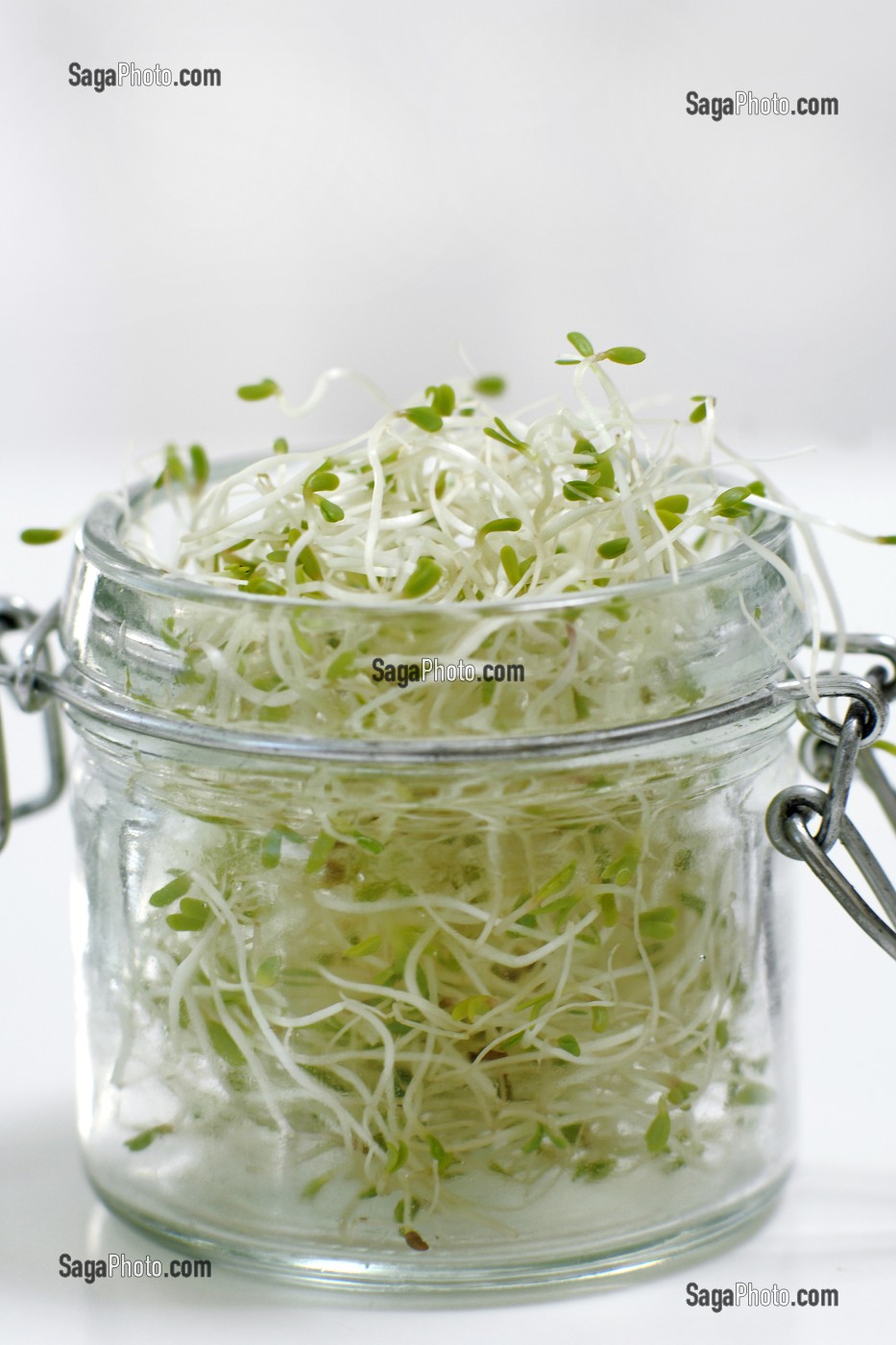 ALFALFA, LEGUMINEUSE DONT LES GRAINES GERMEES, RICHES EN VITAMINES C, ONT DES VERTUS DIGESTIVES ET ANTI-STRESS 