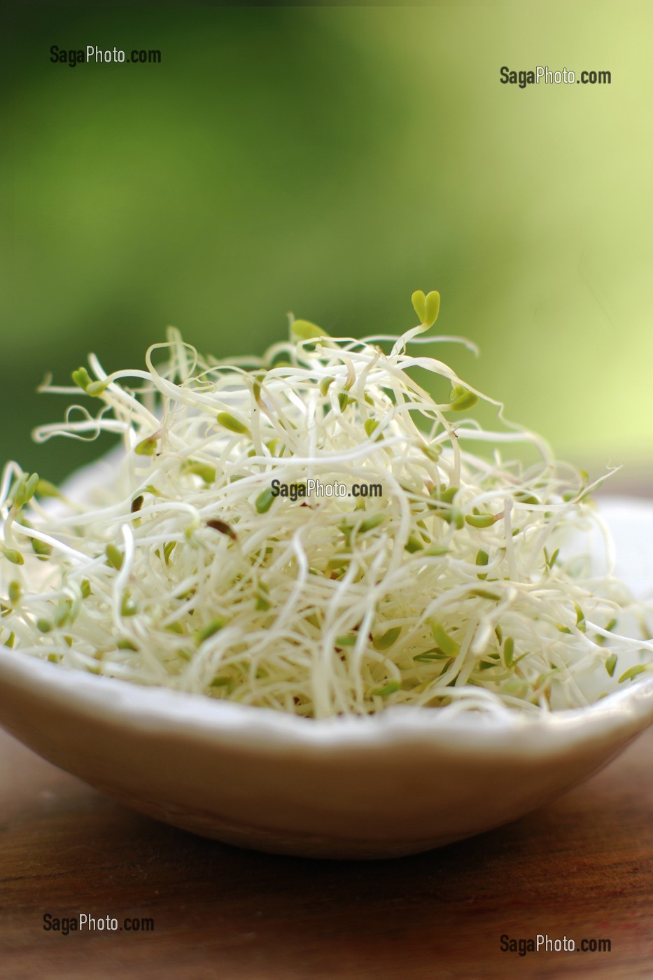 ALFALFA, LEGUMINEUSE DONT LES GRAINES GERMEES, RICHES EN VITAMINES C, ONT DES VERTUS DIGESTIVES ET ANTI-STRESS 