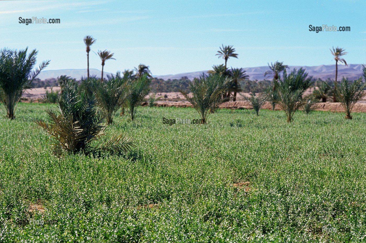 BEAUTE ET SOINS DU CORPS, TRADITIONS DU MAROC 