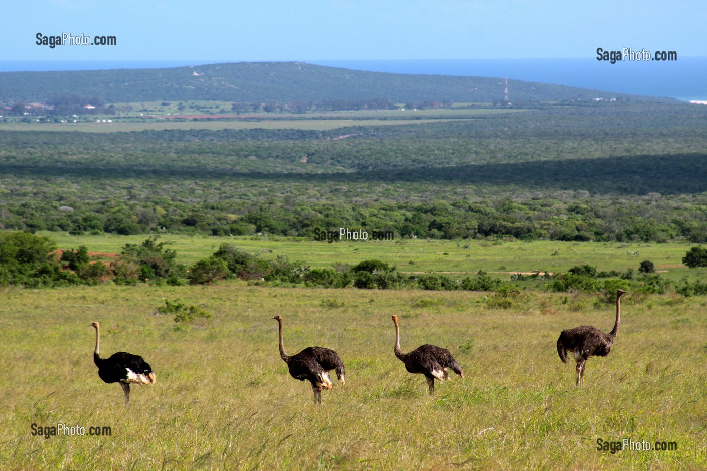 AUTRUCHES EN LIBERTE DANS LE PARC NATIONAL ADDO ELEPHANT, PROVINCE DU CAP ORIENTAL, AFRIQUE DU SUD 