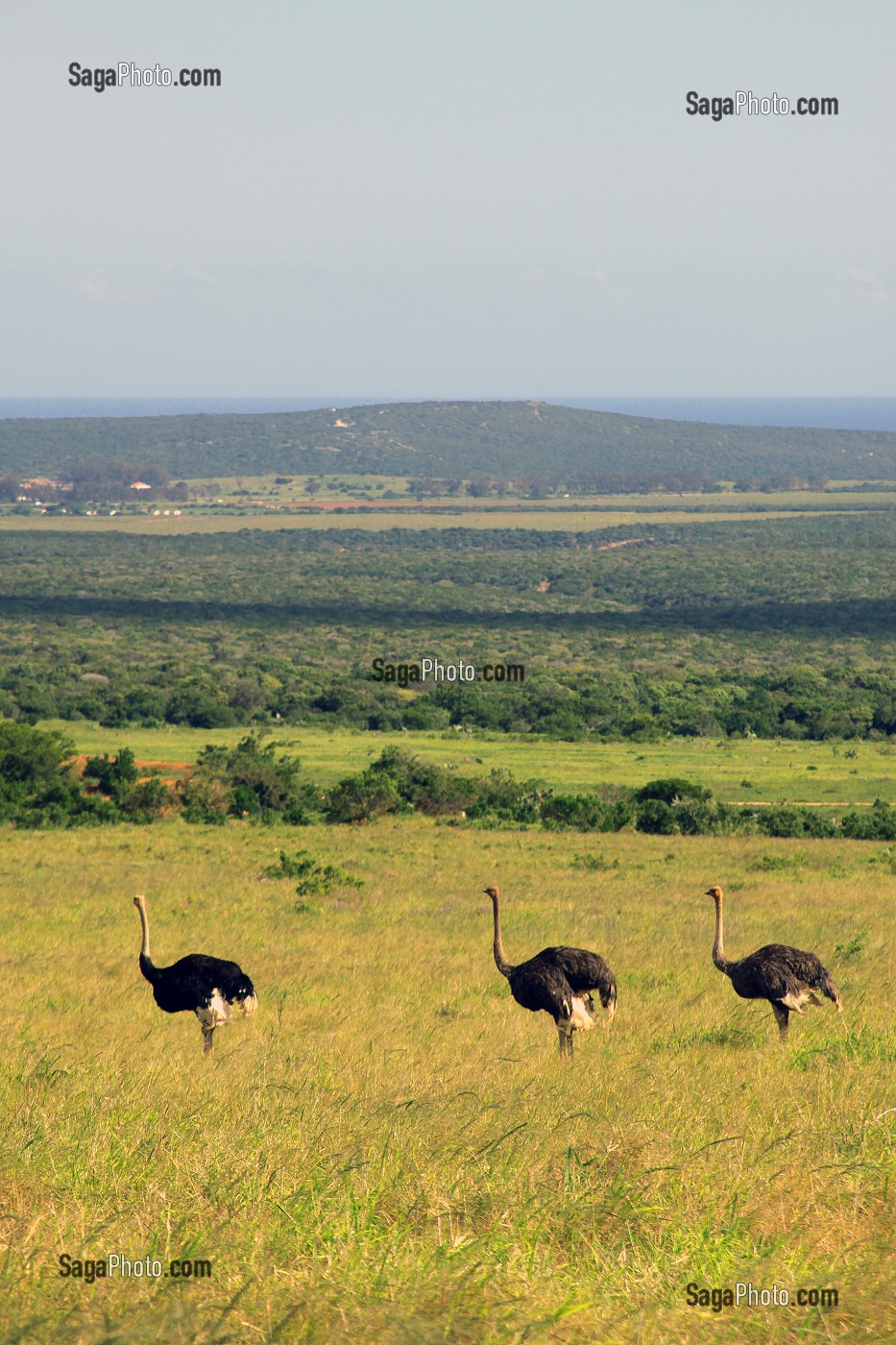 AUTRUCHES EN LIBERTE DANS LE PARC NATIONAL ADDO ELEPHANT, PROVINCE DU CAP ORIENTAL, AFRIQUE DU SUD 