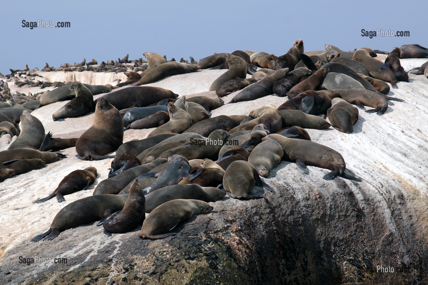 COLONIE D'OTARIES SE REPOSANT SUR DES ROCHERS AU LARGE DE HOUT BAY, PROVINCE DU CAP OCCIDENTAL, AFRIQUE DU SUD 