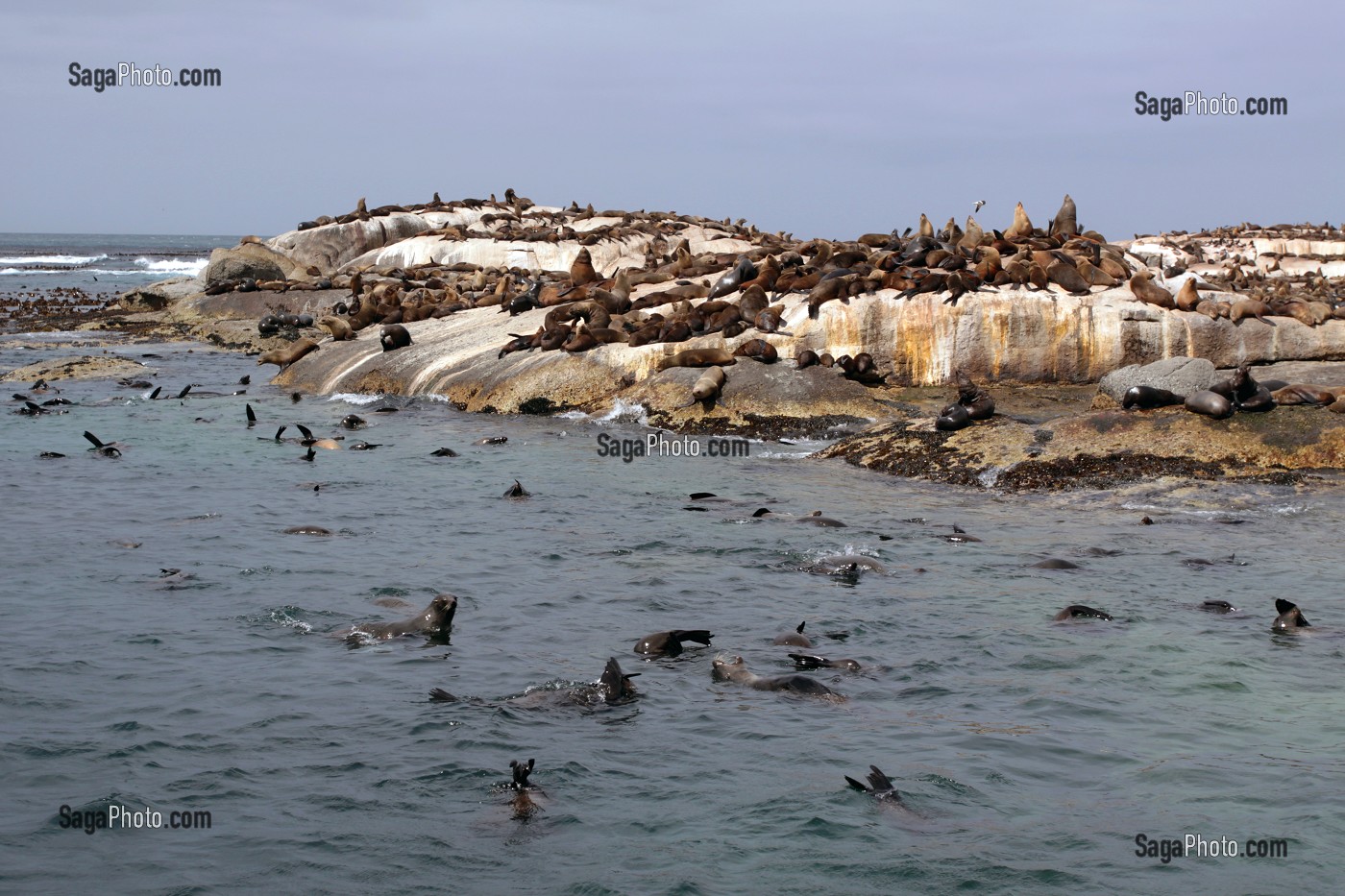 COLONIE D'OTARIES SE REPOSANT SUR DES ROCHERS AU LARGE DE HOUT BAY, PROVINCE DU CAP OCCIDENTAL, AFRIQUE DU SUD 