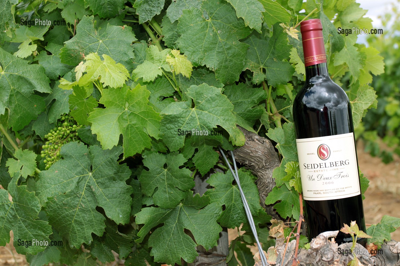 BOUTEILLE DE VIN 'UN, DEUX, TROIS' DANS UNE VIGNE DU DOMAINE DE SEIDELBERG, PAARL, ROUTE DES VINS, PROVINCE DU CAP OCCIDENTAL, AFRIQUE DU SUD 