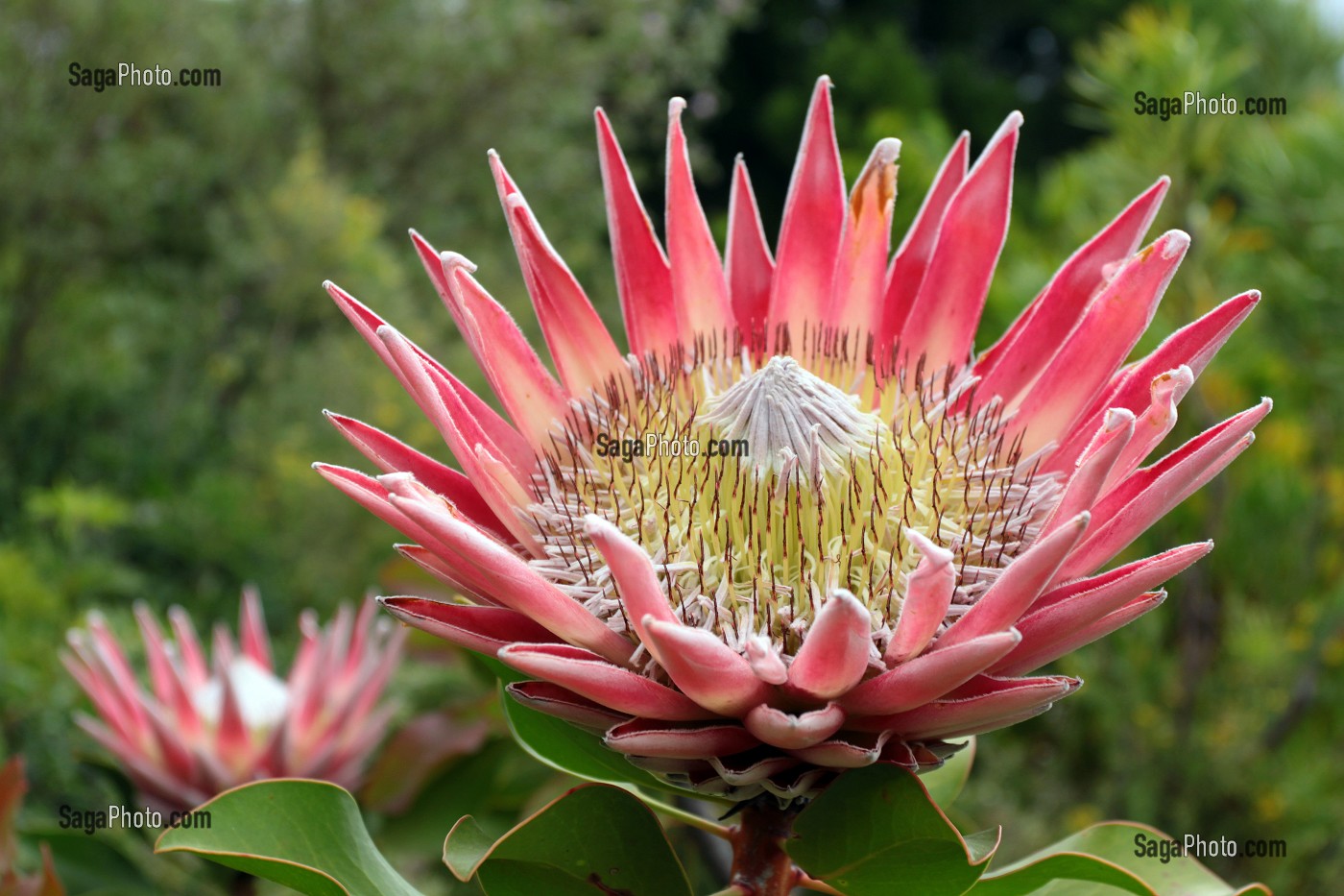 PROTEA CYNAROIDES OU PROTEE ROYALE DANS UN JARDIN A FRANSCHHOEK, PROVINCE DU CAP OCCIDENTAL, AFRIQUE DU SUD 