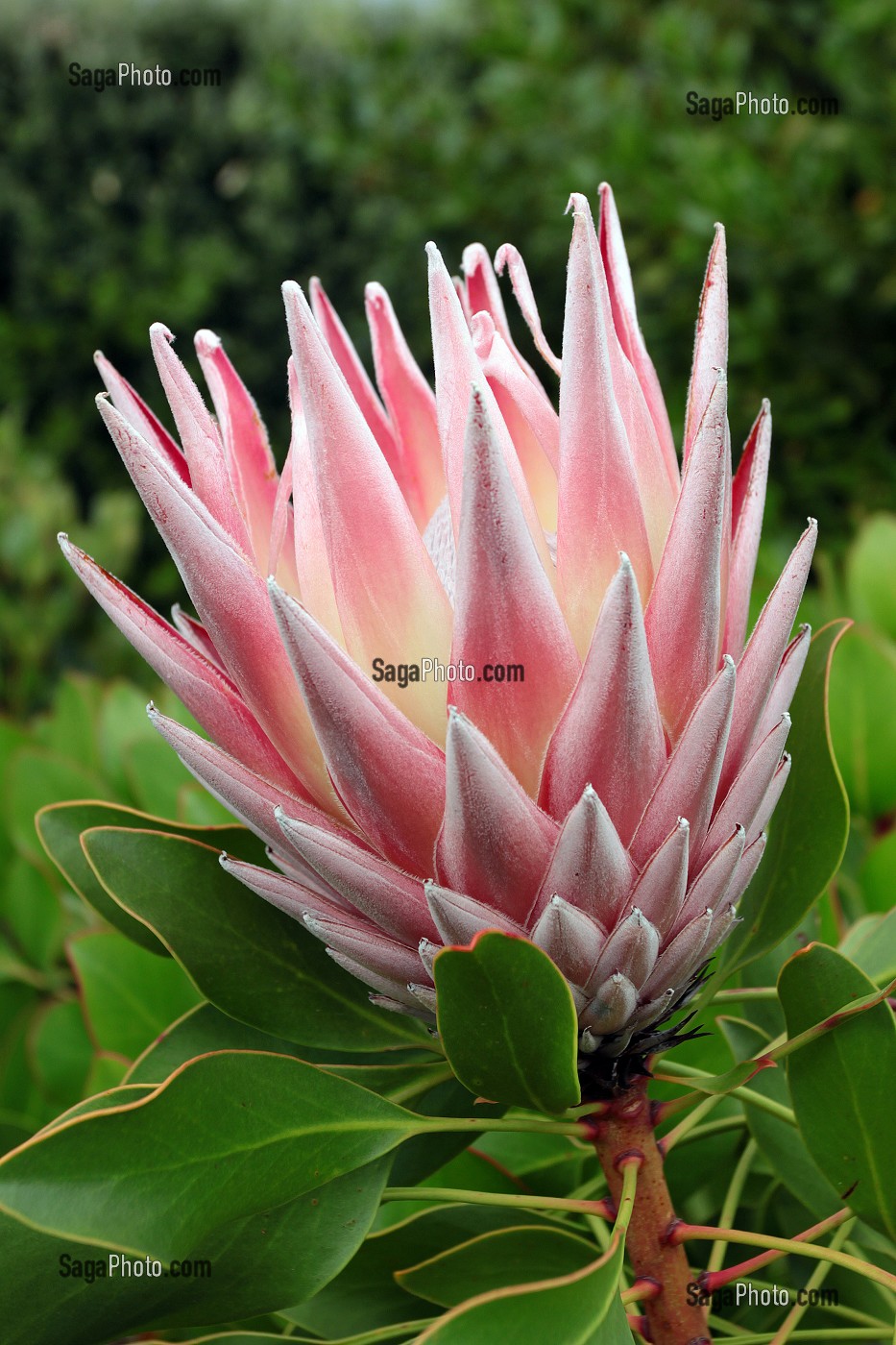 PROTEA CYNAROIDES OU PROTEE ROYALE DANS UN JARDIN A FRANSCHHOEK, PROVINCE DU CAP OCCIDENTAL, AFRIQUE DU SUD 