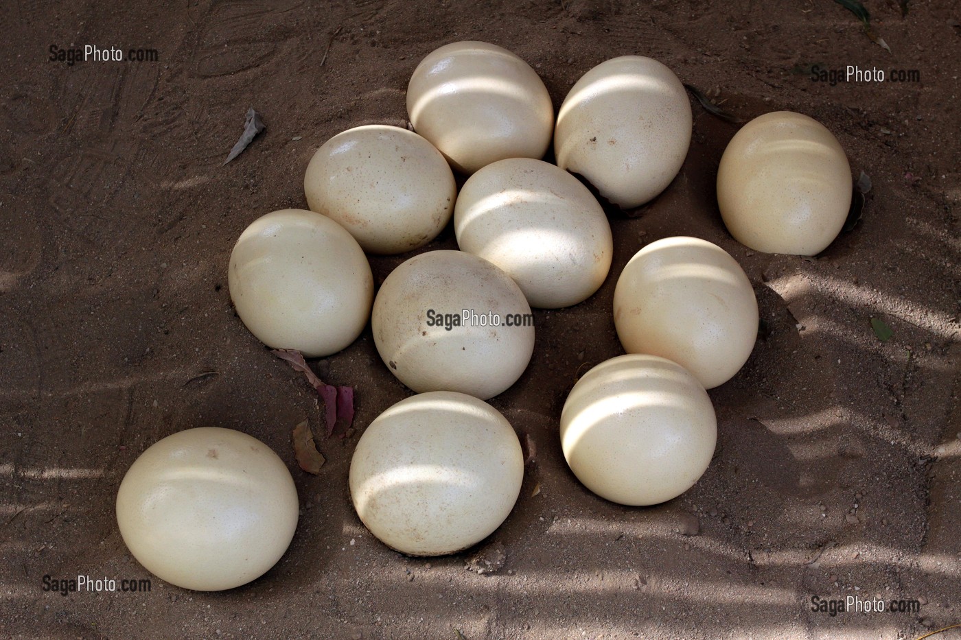 OEUFS D'AUTRUCHES DANS LA CANGO OSTRICH FARM, OUDTSHOORN, KLEIN OU PETIT KAROO, PROVINCE DU CAP OCCIDENTAL, AFRIQUE DU SUD 