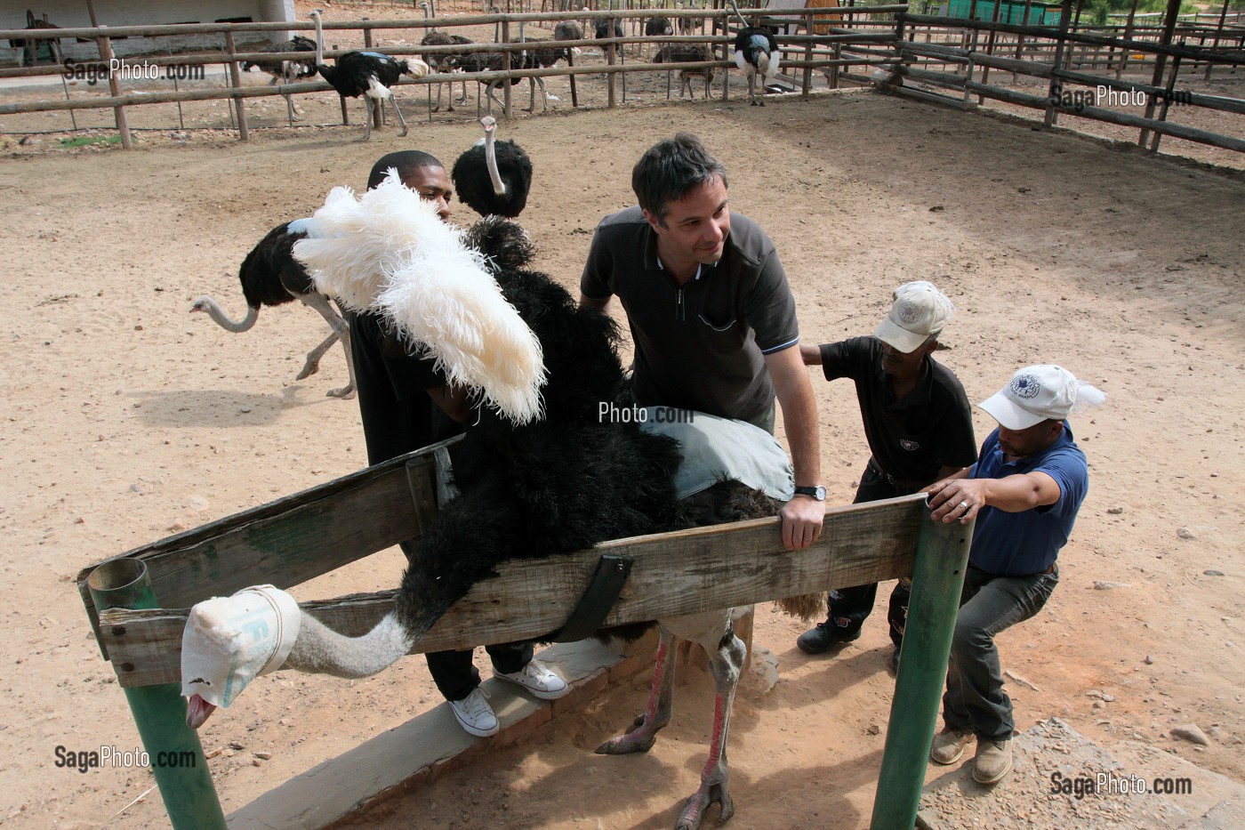 TOURISTE ALLEMAND S'ESSAYANT AU RODEO SUR UNE AUTRUCHE, CANGO OSTRICH FARM, OUDTSHOORN, KLEIN OU PETIT KAROO, PROVINCE DU CAP OCCIDENTAL, AFRIQUE DU SUD 