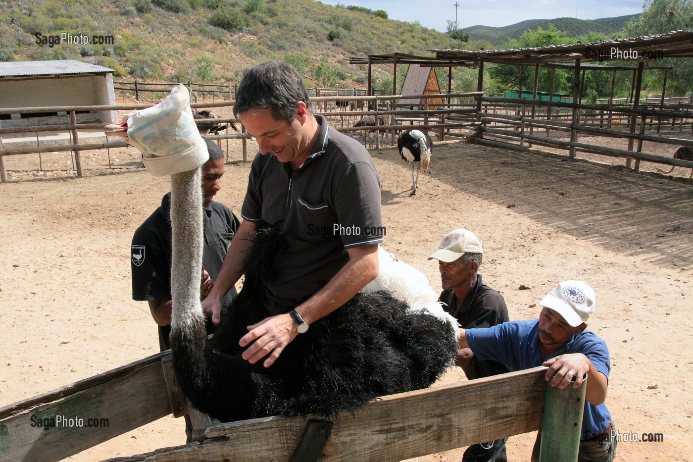 TOURISTE ALLEMAND S'ESSAYANT AU RODEO SUR UNE AUTRUCHE, CANGO OSTRICH FARM, OUDTSHOORN, KLEIN OU PETIT KAROO, PROVINCE DU CAP OCCIDENTAL, AFRIQUE DU SUD 