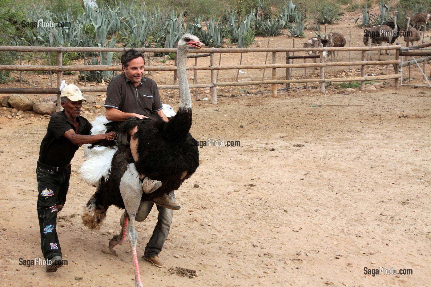 TOURISTE ALLEMAND S'ESSAYANT AU RODEO SUR UNE AUTRUCHE, CANGO OSTRICH FARM, OUDTSHOORN, KLEIN OU PETIT KAROO, PROVINCE DU CAP OCCIDENTAL, AFRIQUE DU SUD 