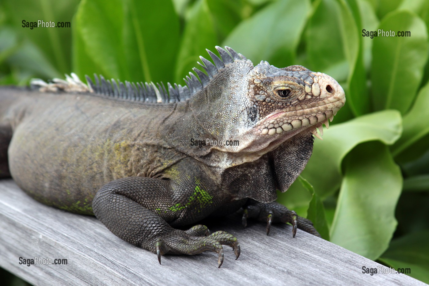 IGUANE DOMESTIQUE APPARTENANT AU PROPRIETAIRE DE L'HOTEL DE LUXE SAINT-BARTH ISLE DE FRANCE, ANSE DES FLAMANDS, ILE DE SAINT-BARTHELEMY, PETITES ANTILLES FRANCAISES, CARAIBES 