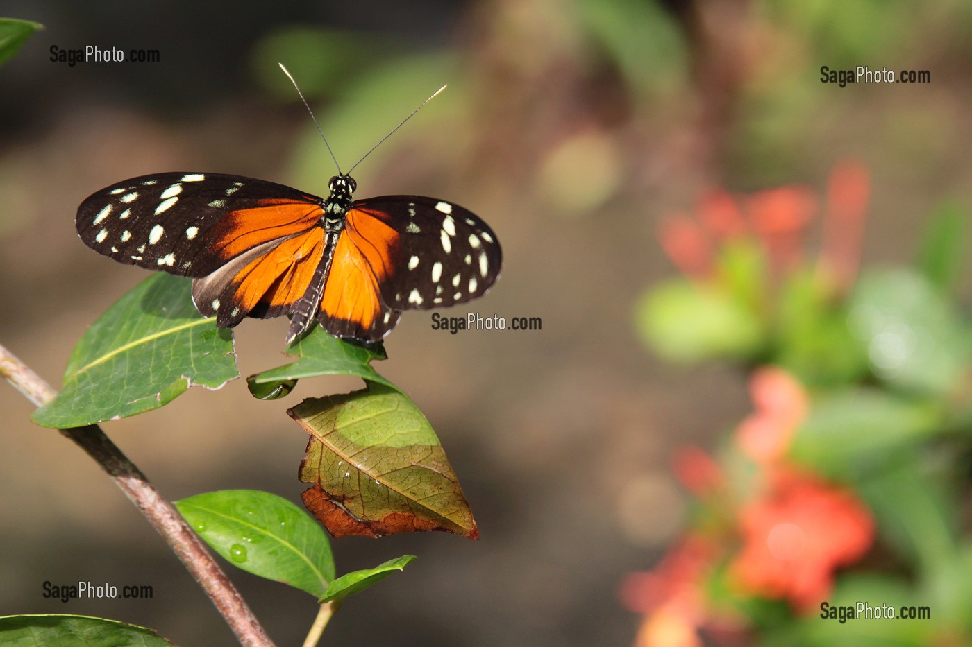 PAPILLON POSE SUR UNE FEUILLE DANS LA FERME AUX PAPILLONS, LE GALION BEACH ROAD, PARTIE FRANCAISE DE L’ILE DE SAINT-MARTIN, PETITES ANTILLES FRANCAISES, CARAIBES 