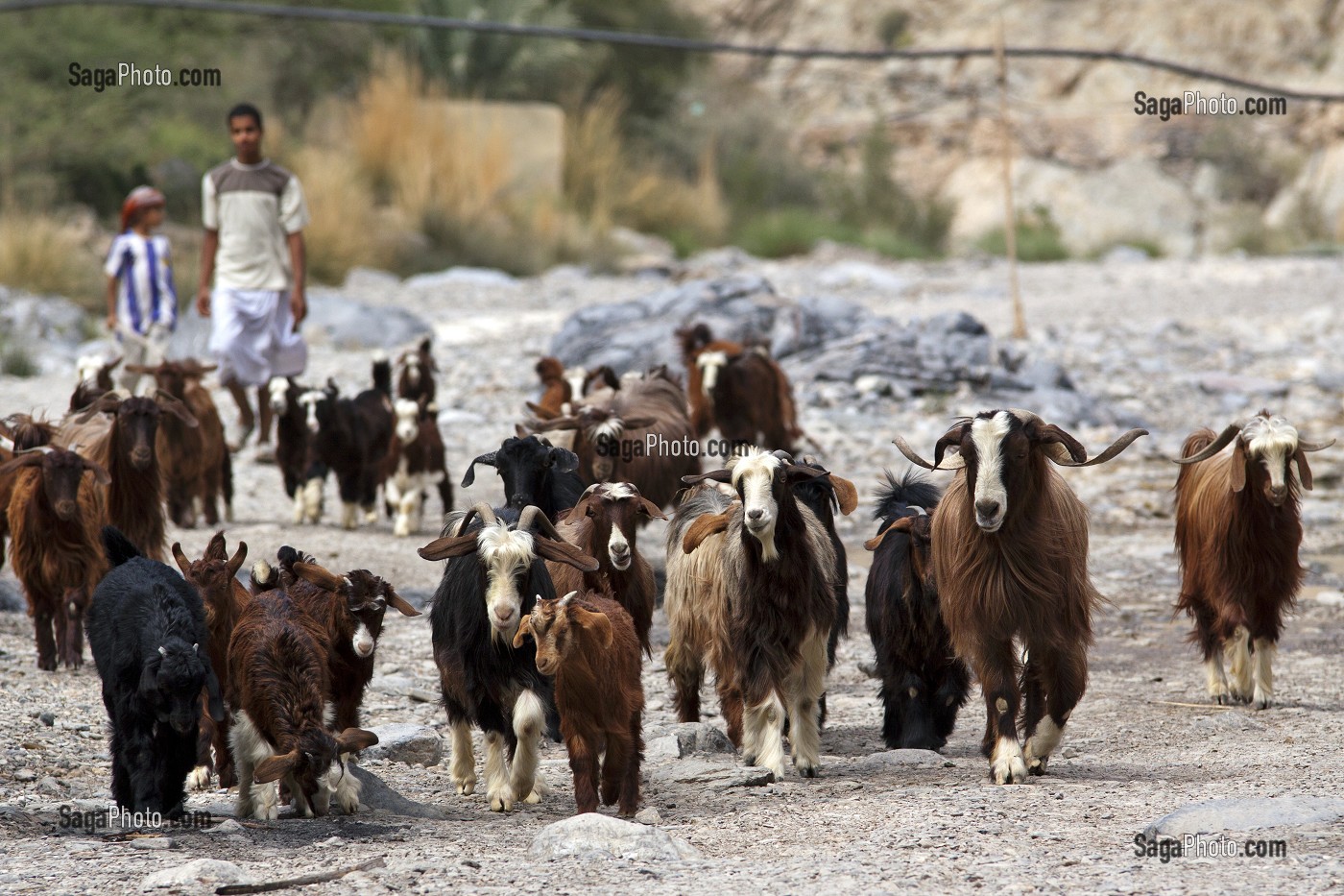 TROUPEAU DE CHEVRES MENE PAR DES ENFANTS DANS UN WADI DU HAJAR, SULTANAT D'OMAN, MOYEN-ORIENT 