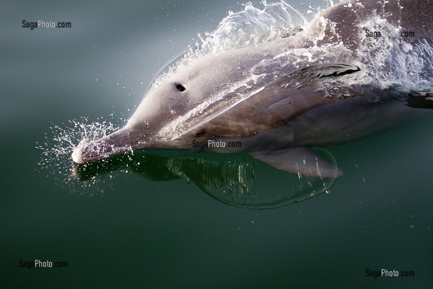 DAUPHIN JOUANT AVEC LE BATEAU DANS LES EAUX DU FJORD D'ASH SHAM, PENINSULE DE MUSANDAM, SULTANAT D'OMAN, MOYEN-ORIENT 