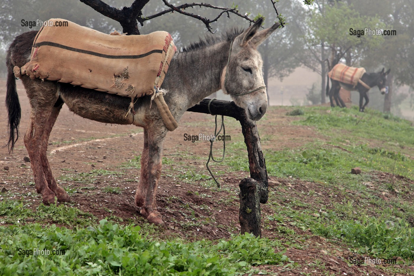 ANES DESTINES AUX RANDONNEES ET AU JEU DE POLO, TERRES D'AMANAR, TAHANAOUTE, AL HAOUZ, MAROC 