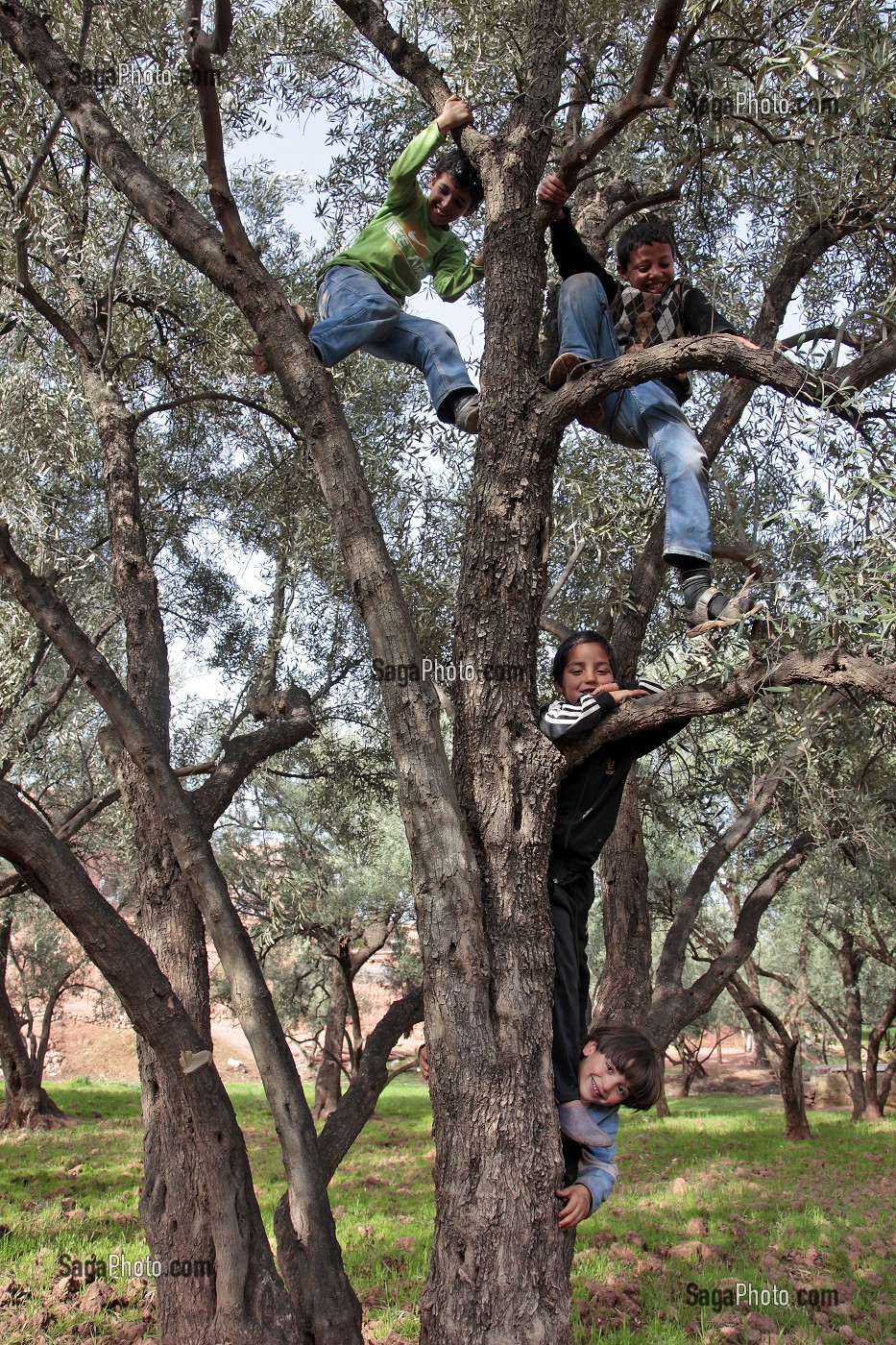 ENFANTS DU VILLAGE DE IGLI EN TRAIN DE S'AMUSER DANS UN CHAMP D'OLIVIERS, AL HAOUZ, MAROC 