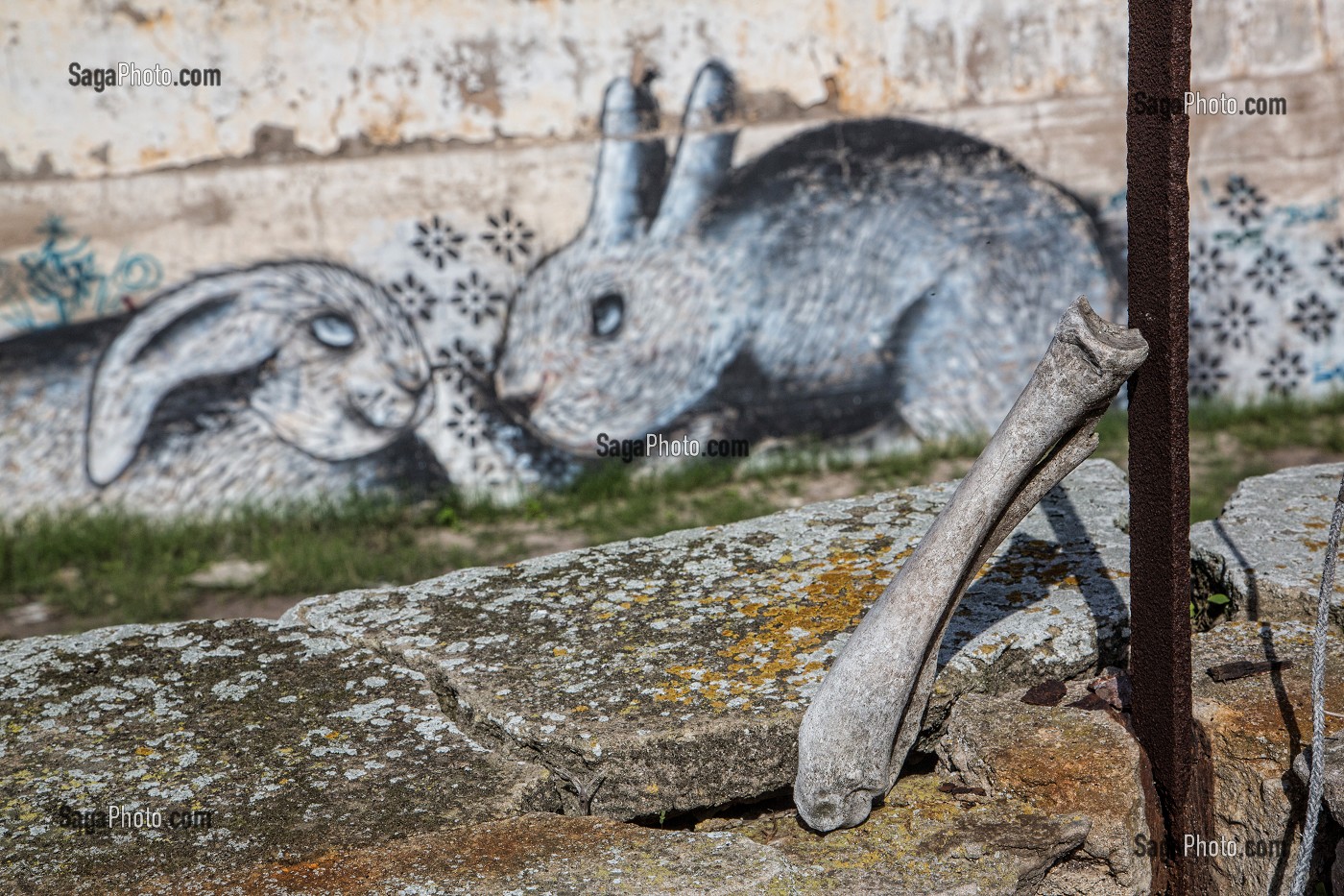 OS ET GRAFFITI REPRESENTANT DES LAPINS SUR UN MUR DES ANCIENS ABATTOIRS DE CASABLANCA, MAROC, AFRIQUE 