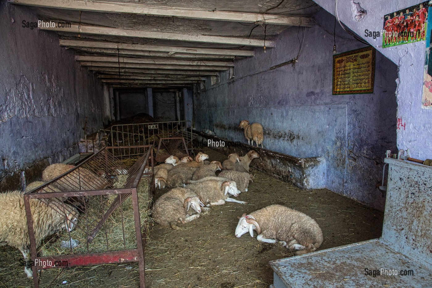 MOUTONS A VENDRE DANS LES ANCIENS ABATTOIRS DE CASABLANCA, MAROC, AFRIQUE 