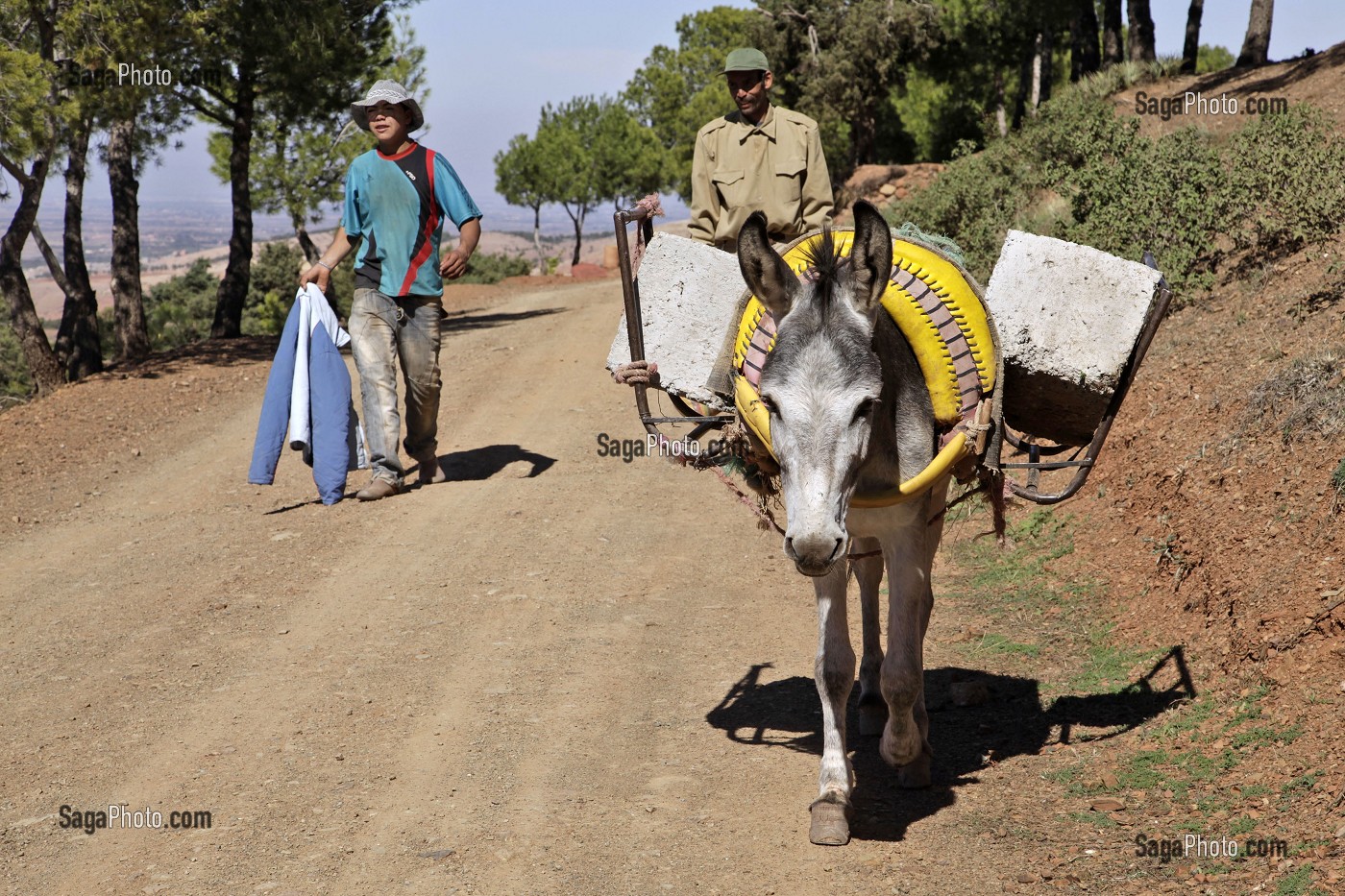 CHARGEMENT DE PARPAINGS SUR UN ANE, TAHANAOUTE, MAROC 