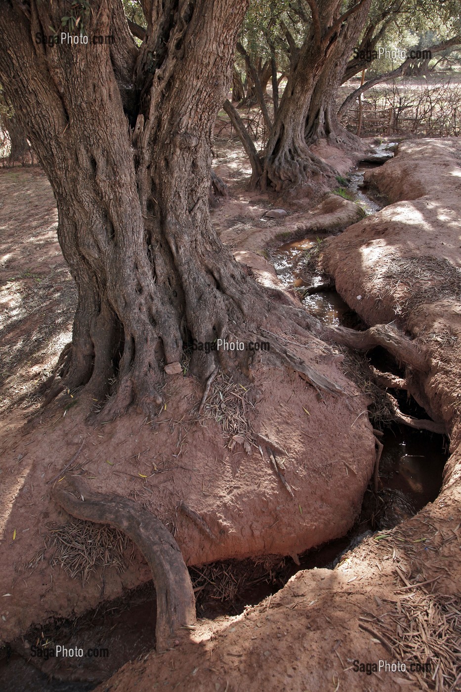 IRRIGATION DES TERRES AUTOUR LES OLIVIERS, AL HAOUZ, MAROC 