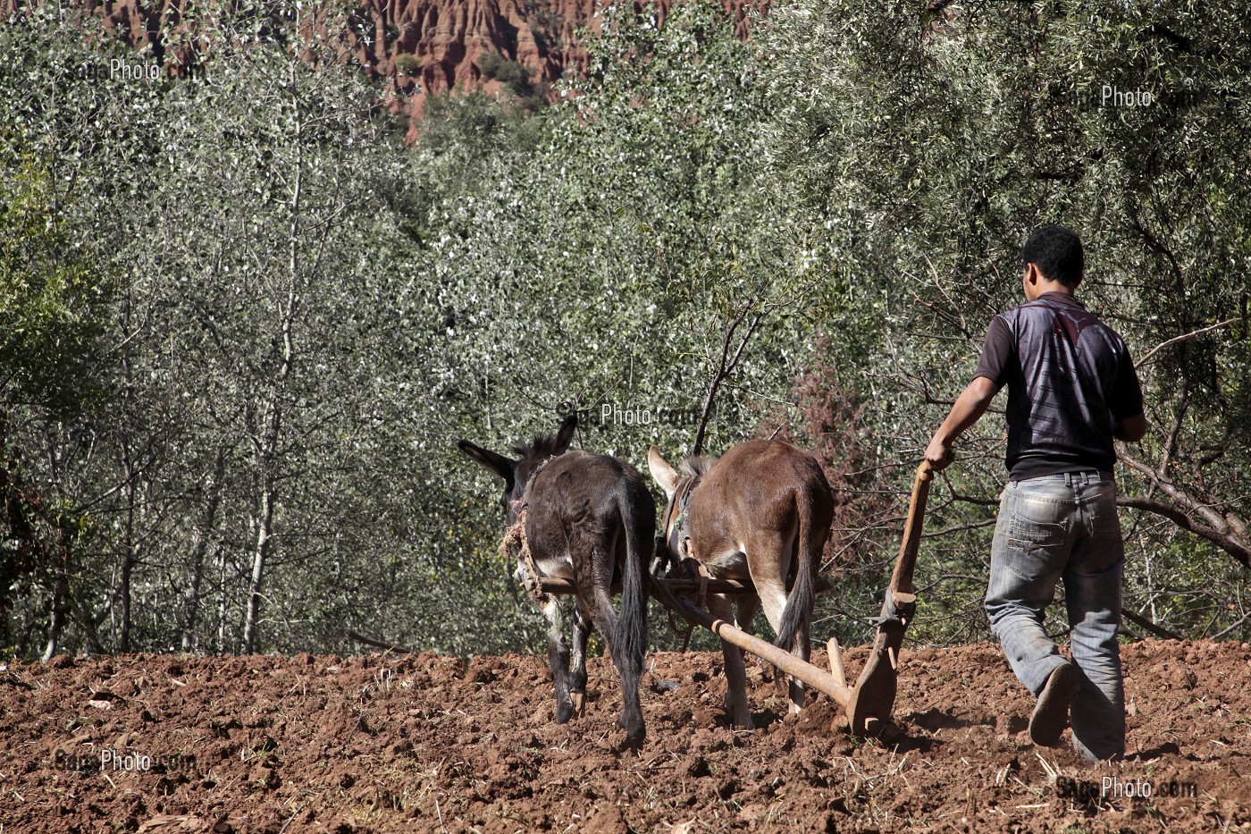 TRAVAUX DES CHAMPS. LABOURAGE AVEC UNE CHARRUE TIREE PAR DES ANES, VILLAGE D’OUTGHAL, AL HAOUZ, MAROC 