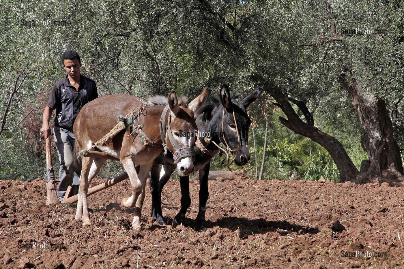 LABOURAGE AVEC UNE CHARRUE ET DES ANES, AL HAOUZ, MAROC 