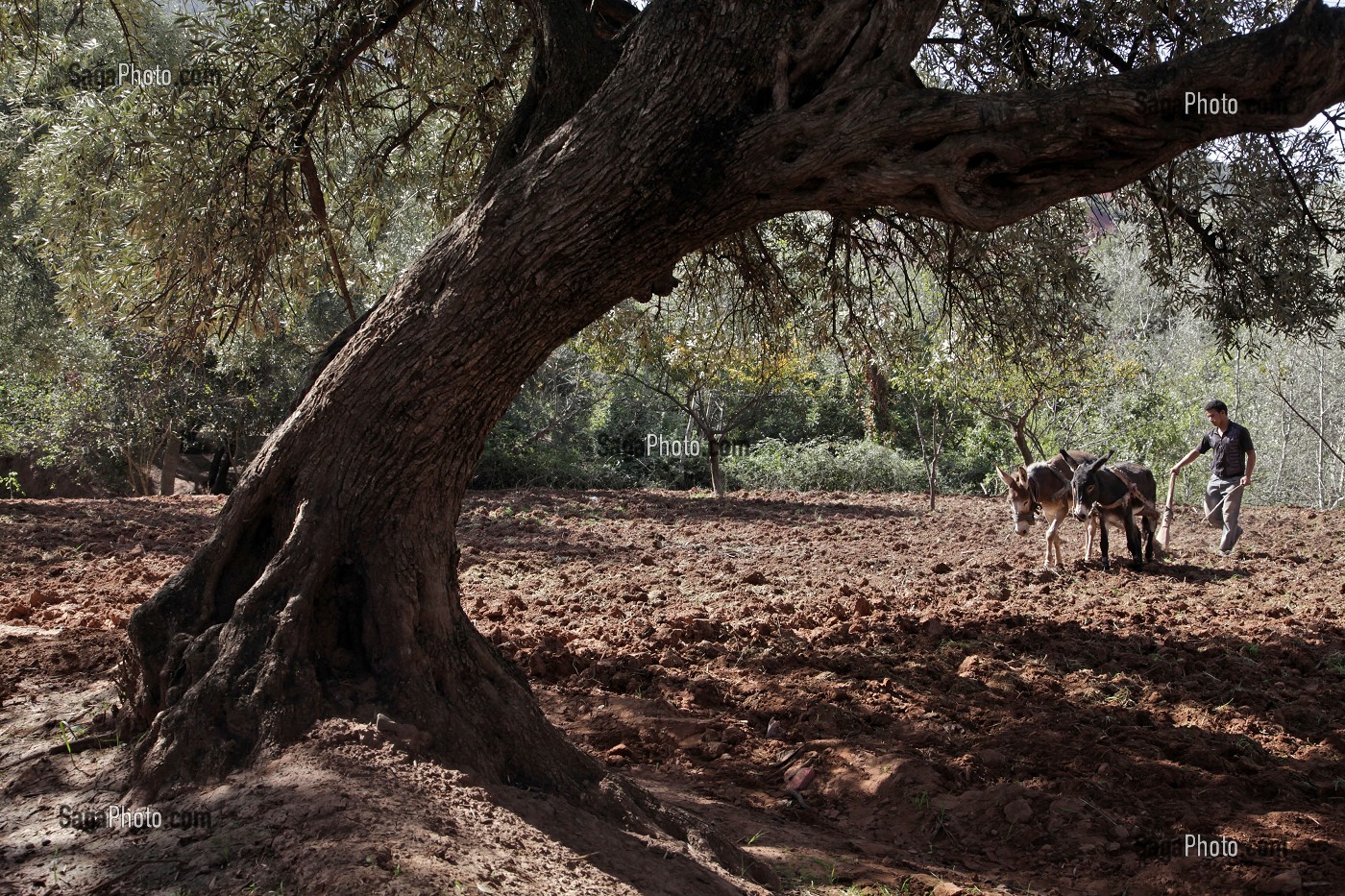 LABOURAGE AVEC UNE CHARRUE ET DES ANES, AL HAOUZ, MAROC 