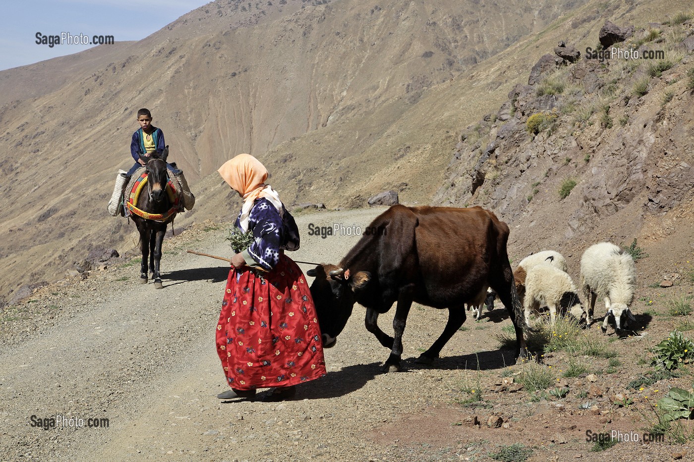 PAYSANNE AVEC SA VACHE ET SES MOUTONS ET UN ENFANT SUR SON ANE DANS LA MONTAGNE, PRES DU VILLAGE BERBERE DE TINGHOURINE, PARC NATIONAL DU TOUBKAL, HAUT-ATLAS, MAROC 