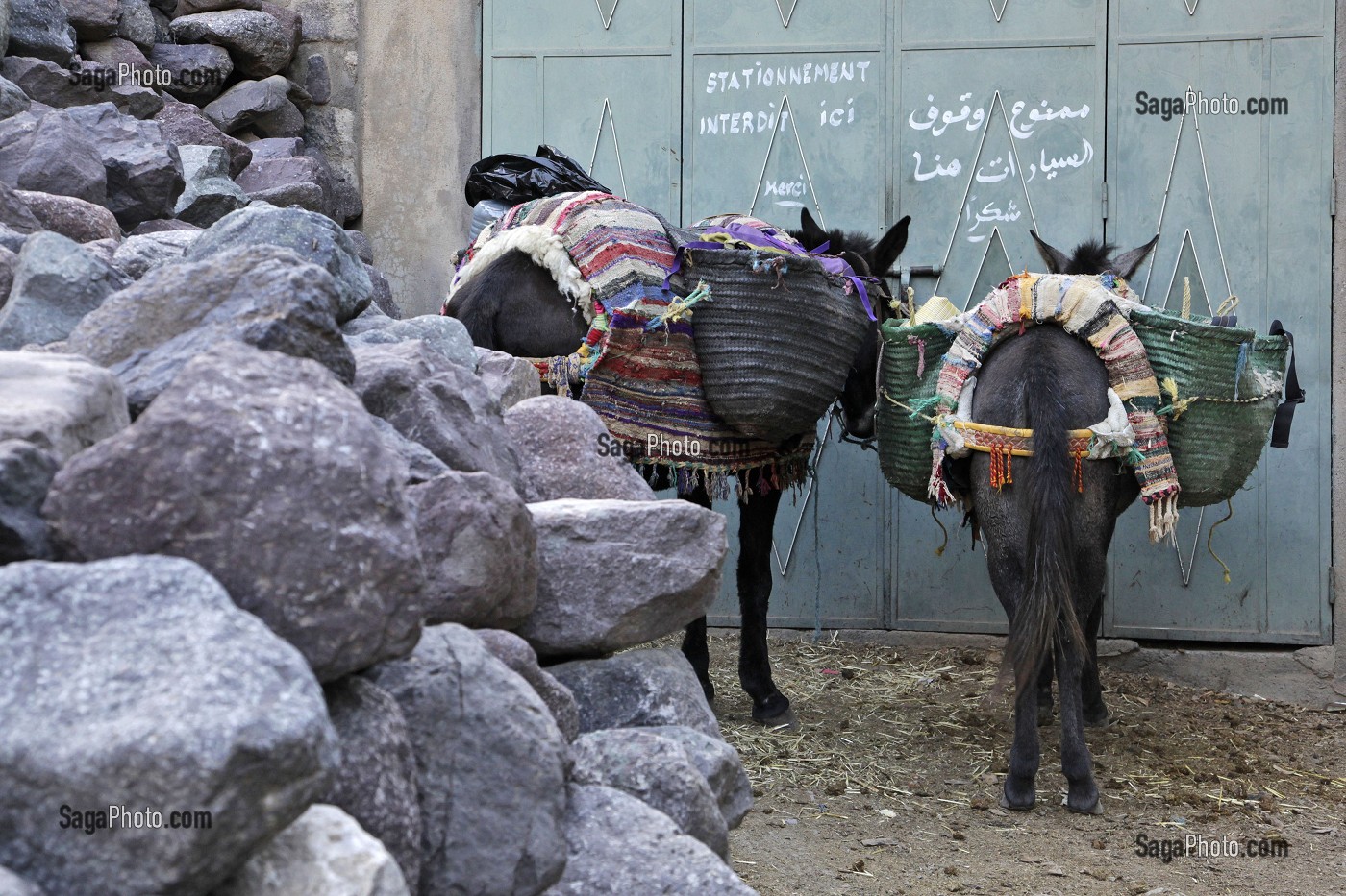 ANES DEVANT UN STATIONNEMENT INTERDIT, HAUT-ATLAS, MAROC 