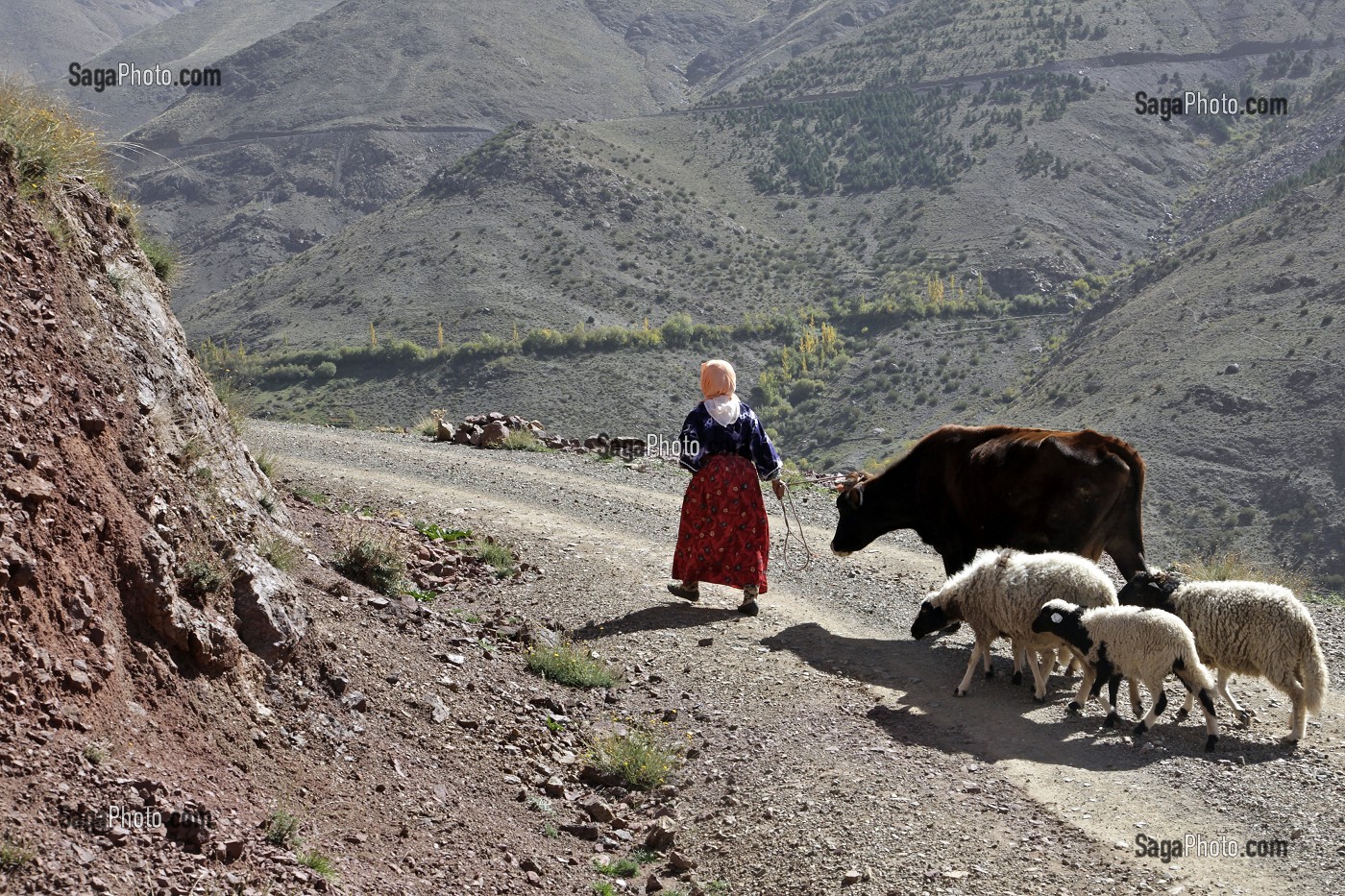 PAYSANNE AVEC SA VACHE ET SES MOUTONS, HAUT-ATLAS, MAROC 